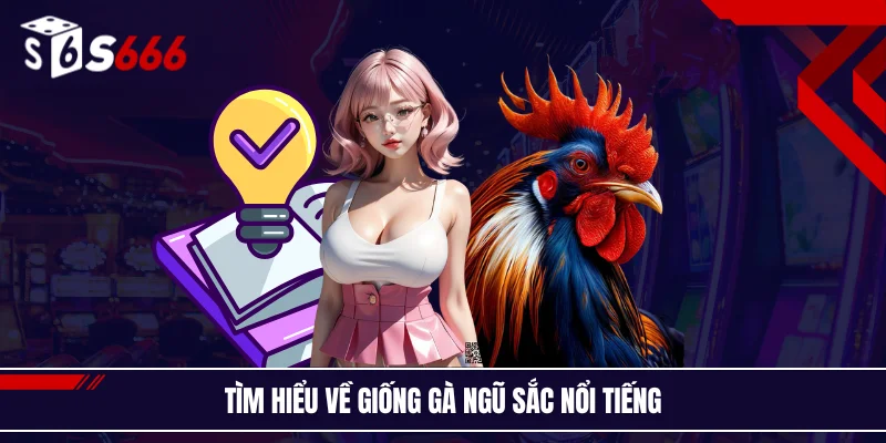 Tìm hiểu về giống gà ngũ sắc nổi tiếng